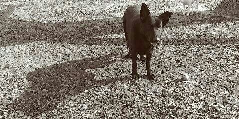 k9numar's profile banner image