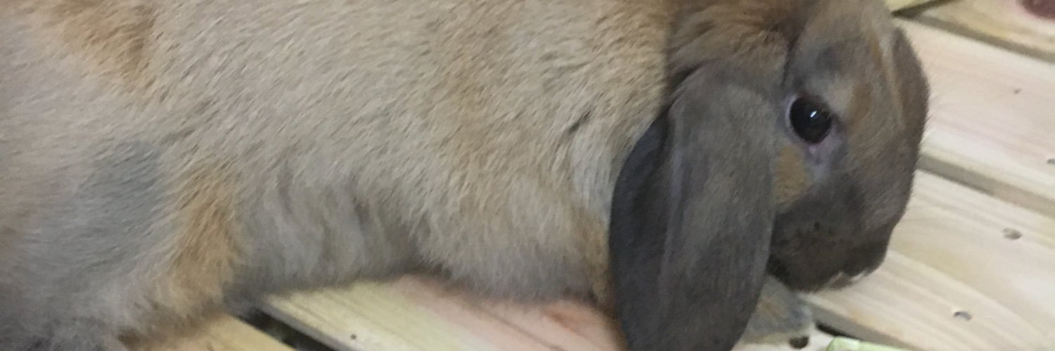 chawanno's profile banner image