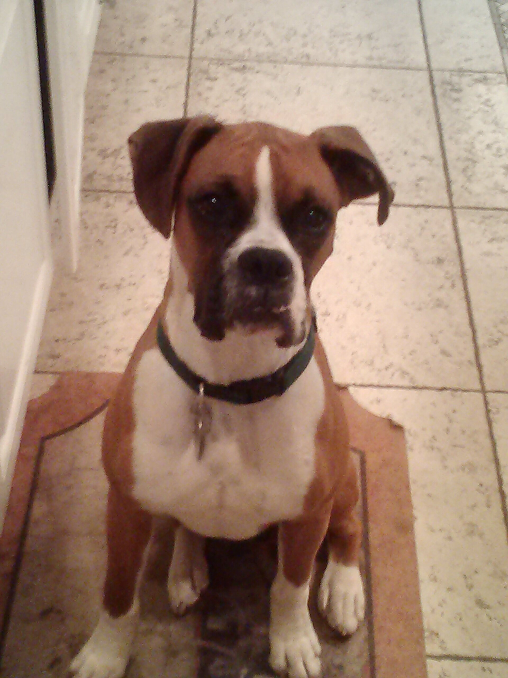 MacThePup's profile banner image