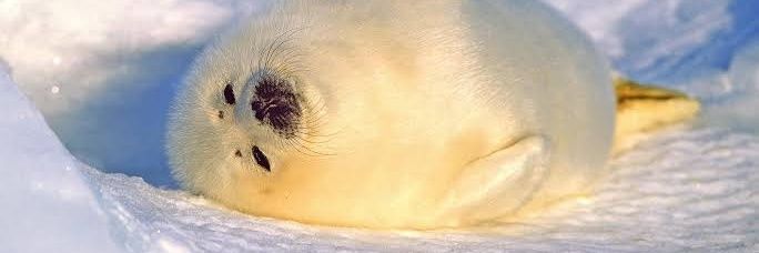 mélodie 🦭 banner