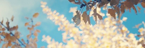 ivettedeene banner