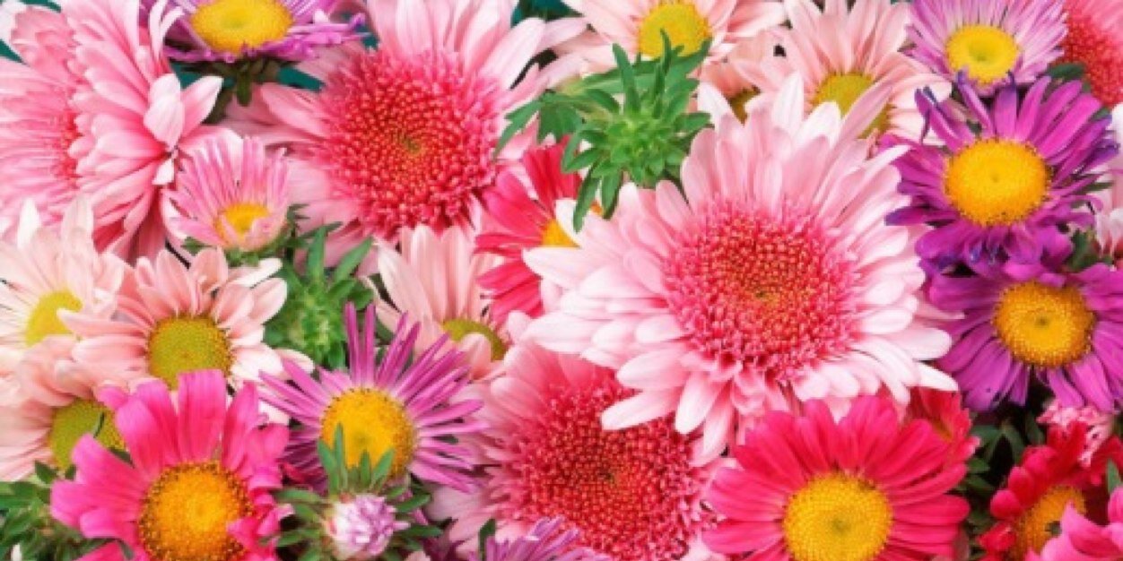 Emilie_Bsr's profile banner image