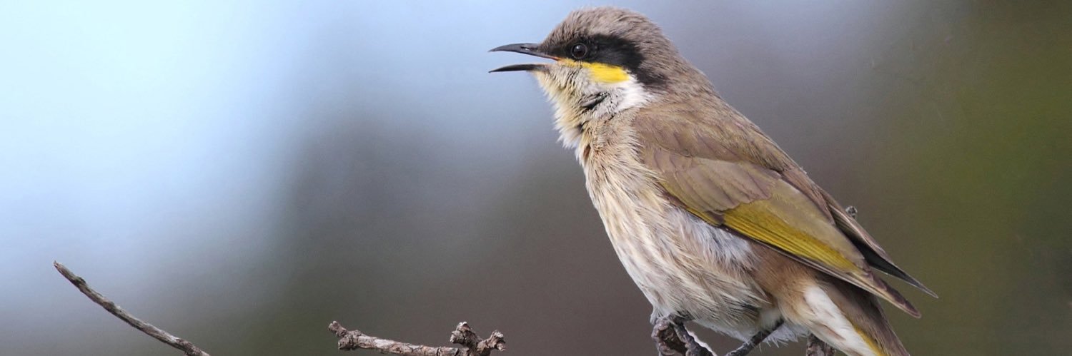 CashyCheems🇦🇺 banner