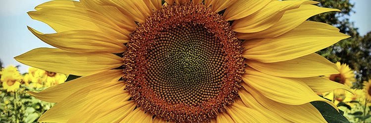 MuddySoul's profile banner image