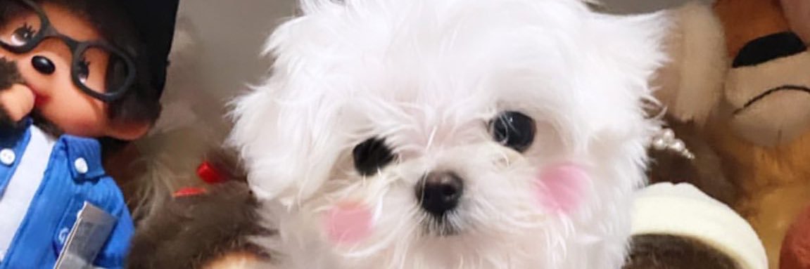 Bibixatp's profile banner image