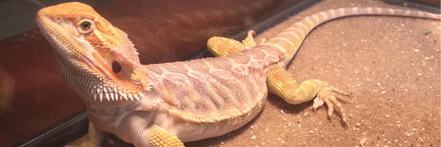 Hampyk's profile banner image