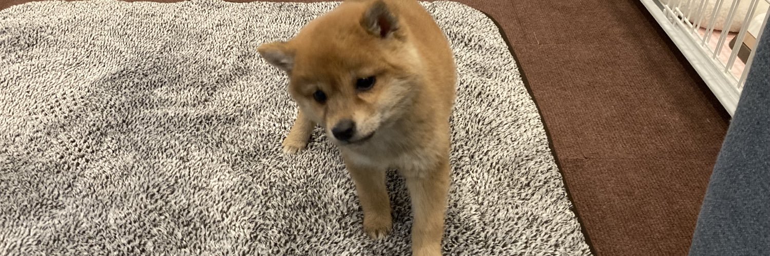 てぃてぃ🐕🐾 banner