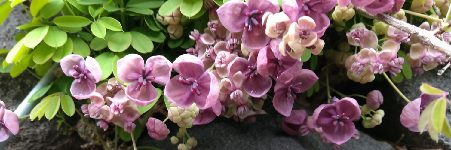 Keiko0524S's profile banner image
