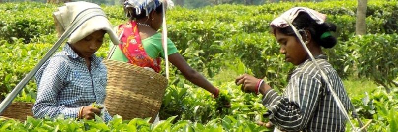 Debojit Bhumij banner