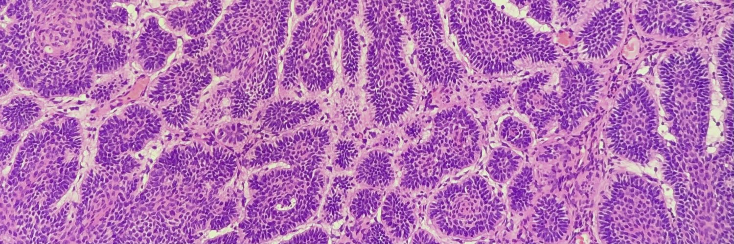 Anna Vasileva banner