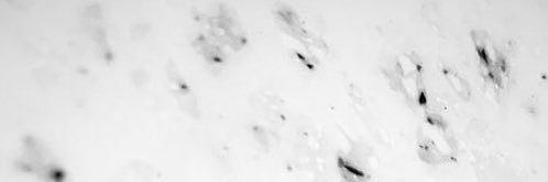 lily__yl's profile banner image