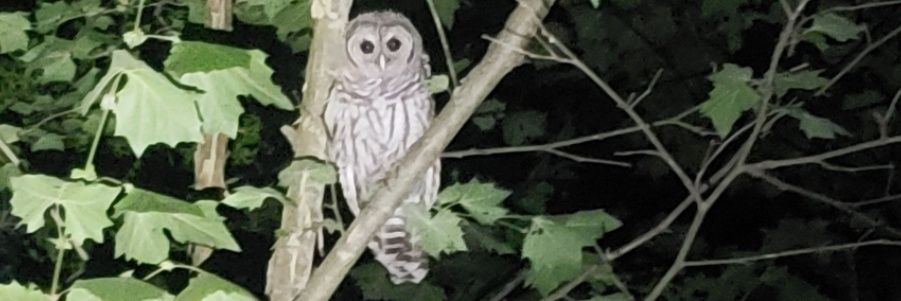 Ryan (realityswake) banner