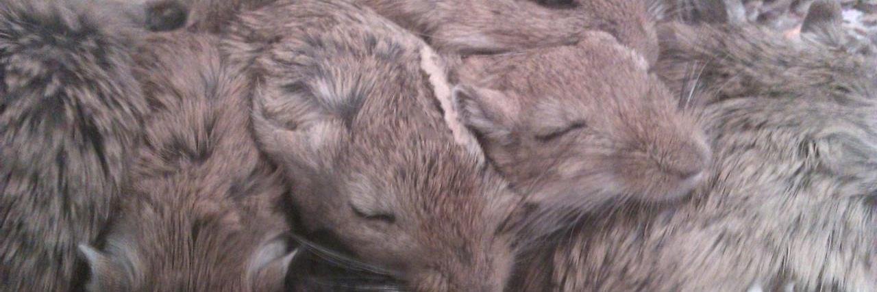 CountryGerbil's profile banner image