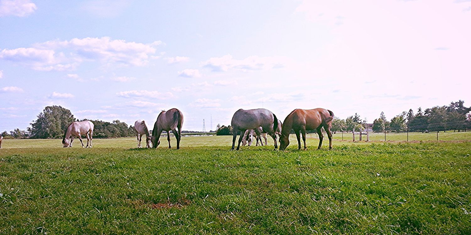 MICountryQueen's profile banner image