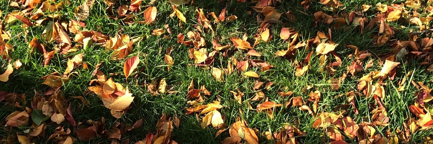 TreeGermantown's profile banner image