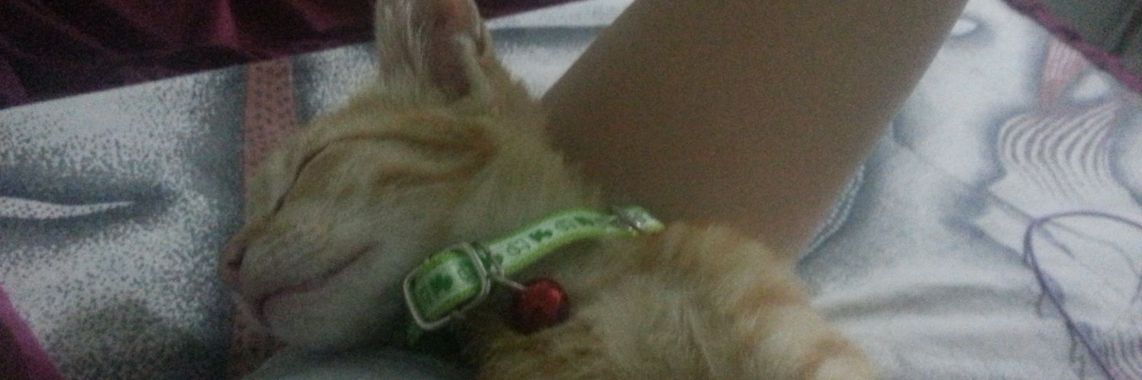 pingpingzy's profile banner image