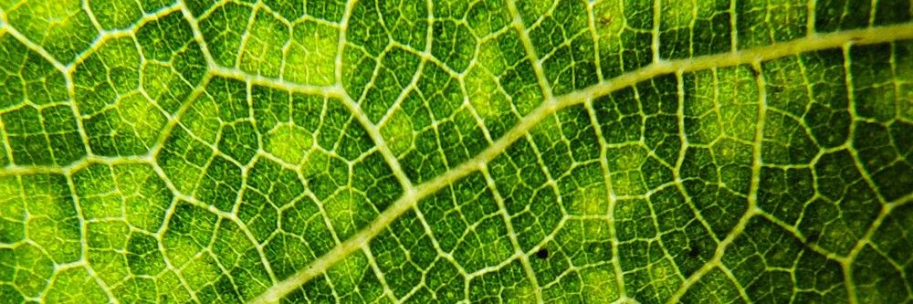 Nicholas 🇺🇲 banner