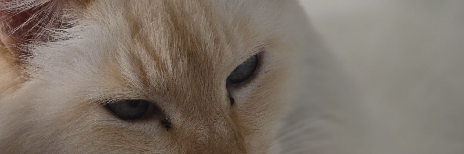 Sandra R S Santos banner