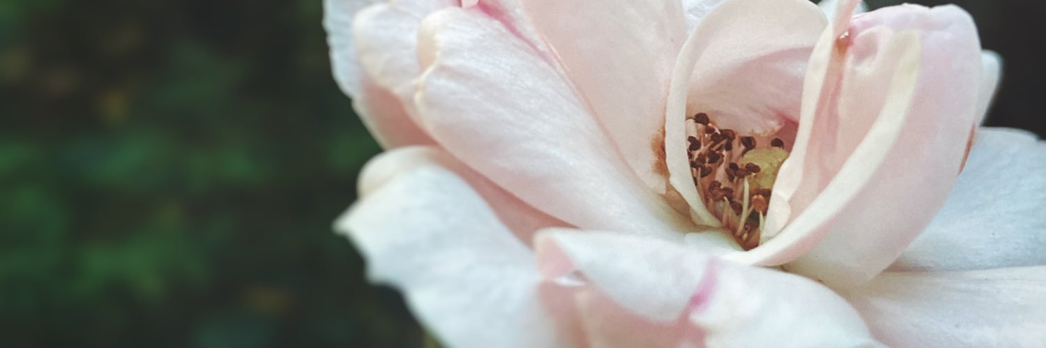 Mrs. DiBeneditto banner