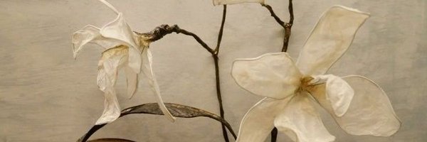 passioveil Profile Banner