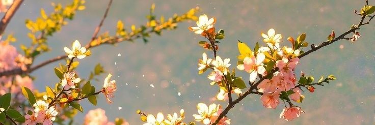 JadePea7's profile banner image