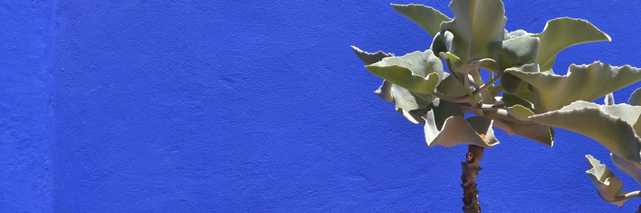 Zosia Swidlicka banner