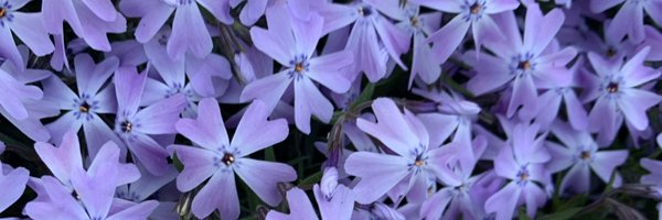 CandiceSilvers1 Profile Banner