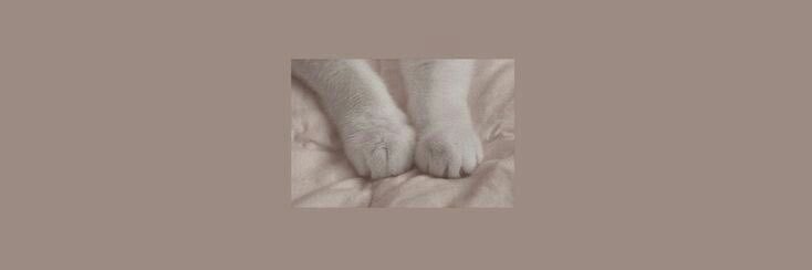 ᴹᴵᴬᴼ ᴹᴵᴬᴼ banner