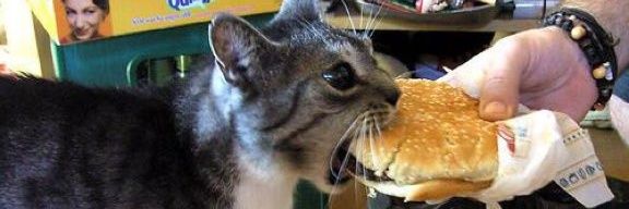 Bruno Bittencourt banner