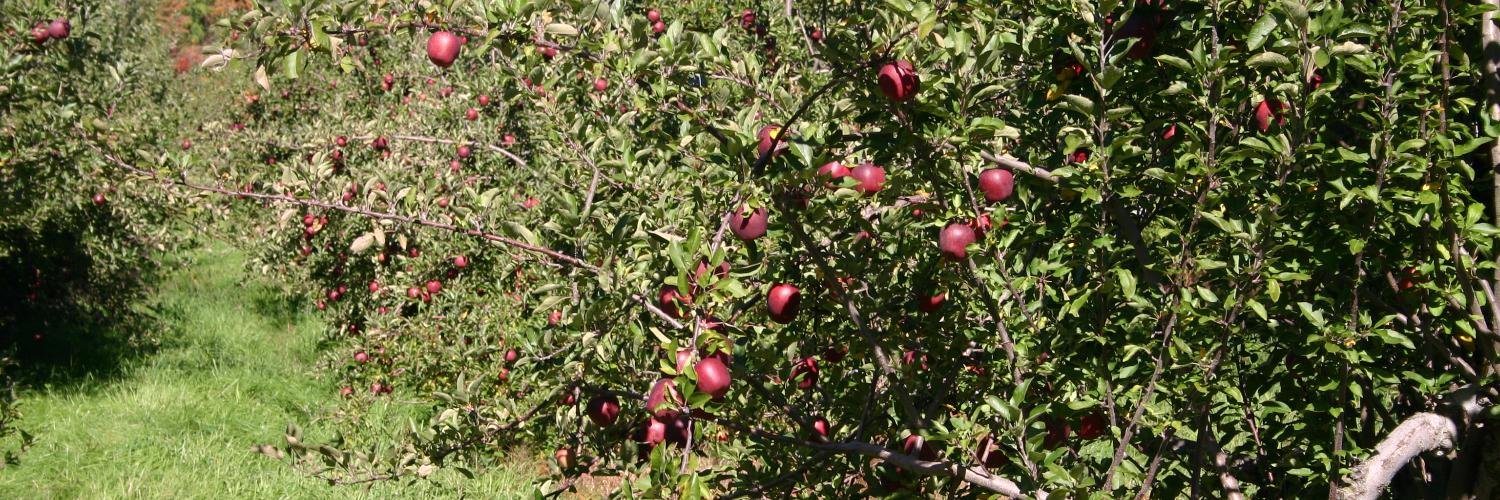 Town of Smithfield banner