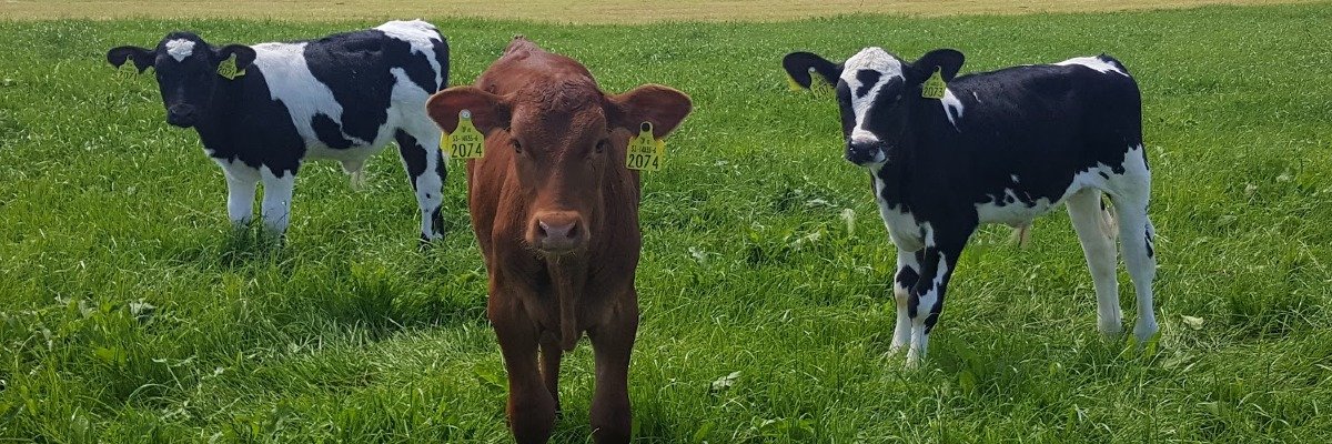 CalfChat's profile banner image
