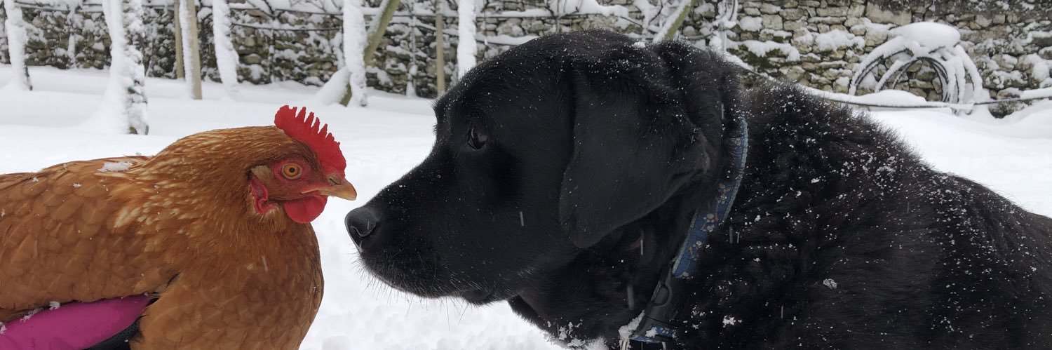 Alessandra Pross banner