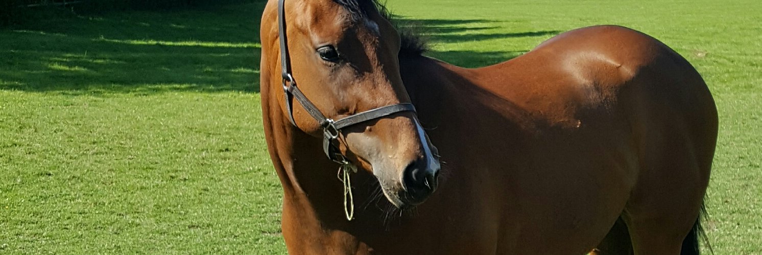 Susie Hartley banner