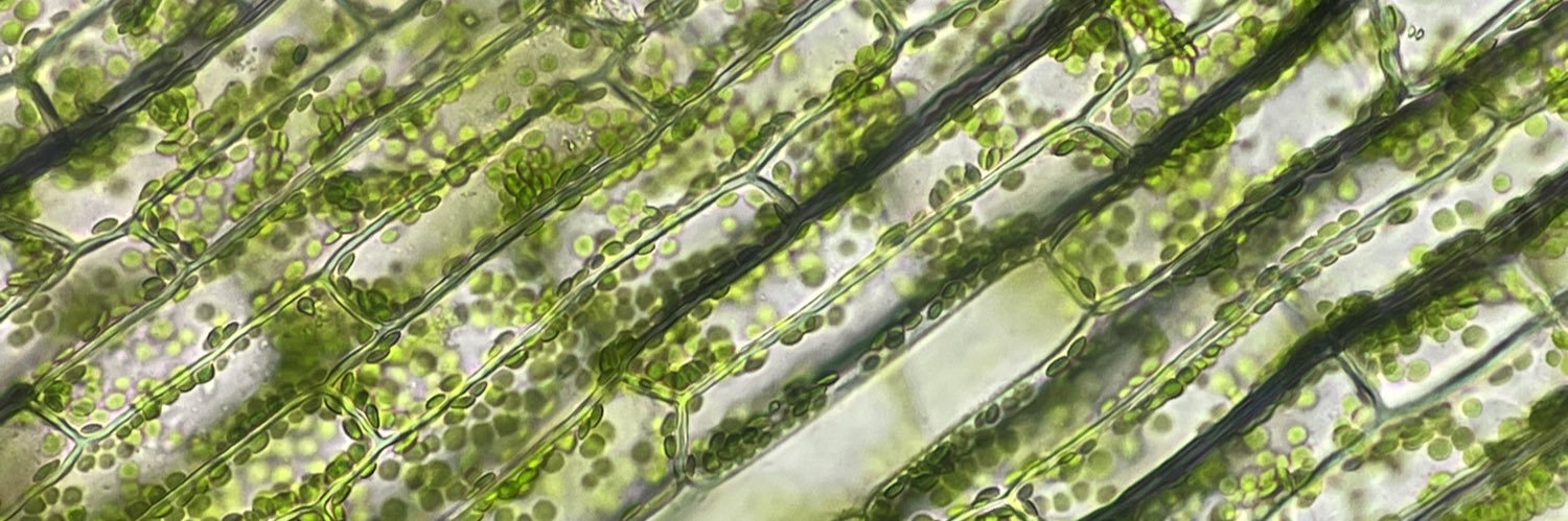 Zojka banner