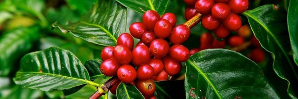kupendacoffee1 Profile Banner