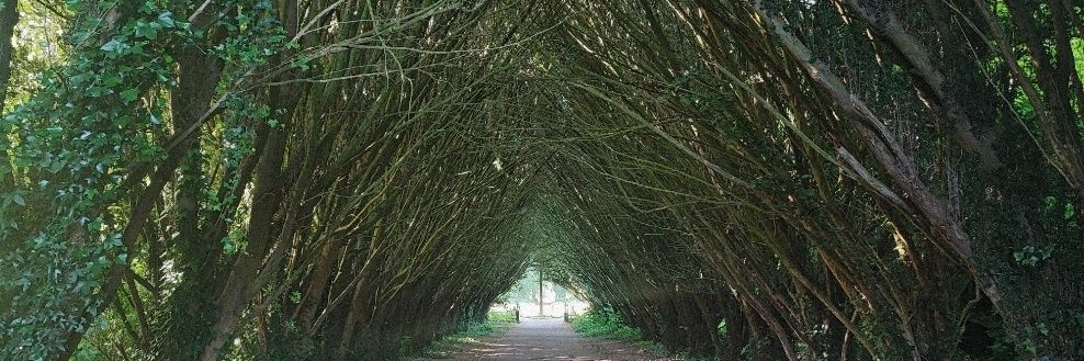 🍉Tree 🌳 banner