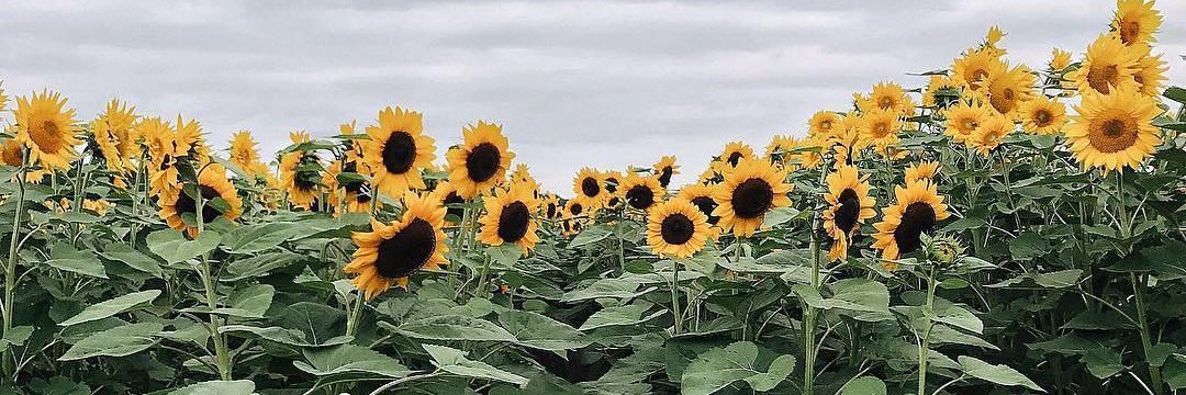 Kelly_Gnz's profile banner image