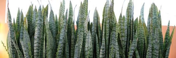 Rosesalva Profile Banner