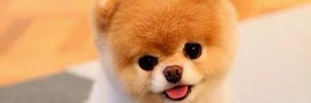 cheesecake_eth's profile banner image