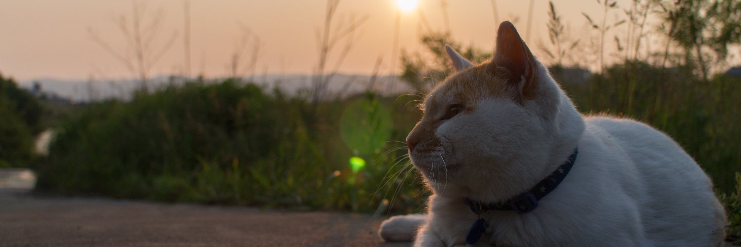easy_6's profile banner image