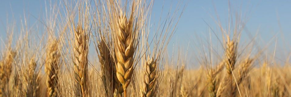 nexgenseeds's profile banner image