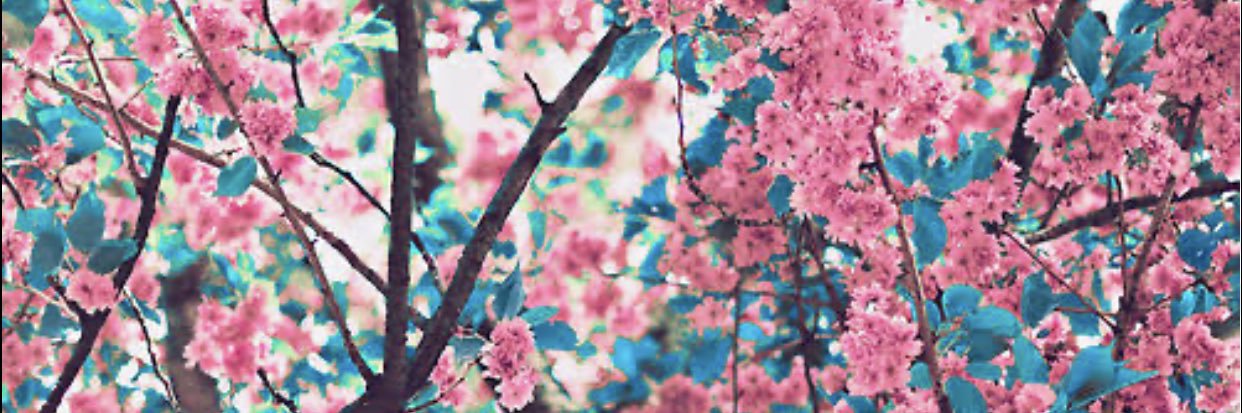 joice_omena's profile banner image