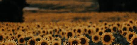 destasarius🌻 banner