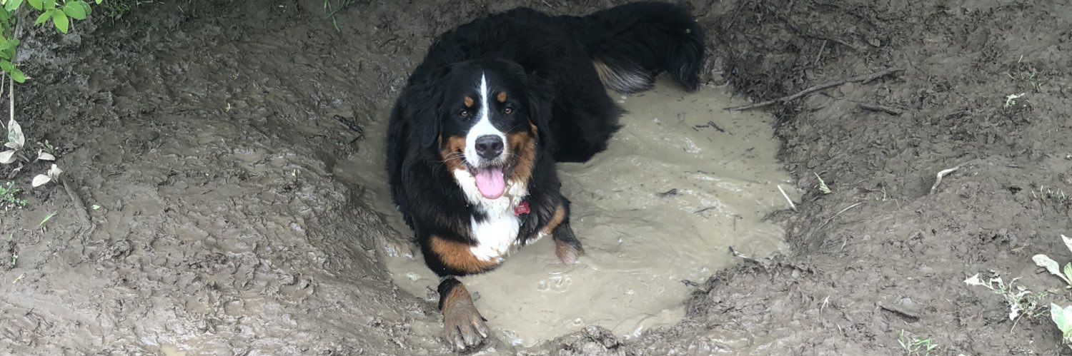 Lindsay Matthews banner