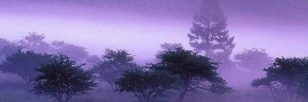 giniareads's profile banner image