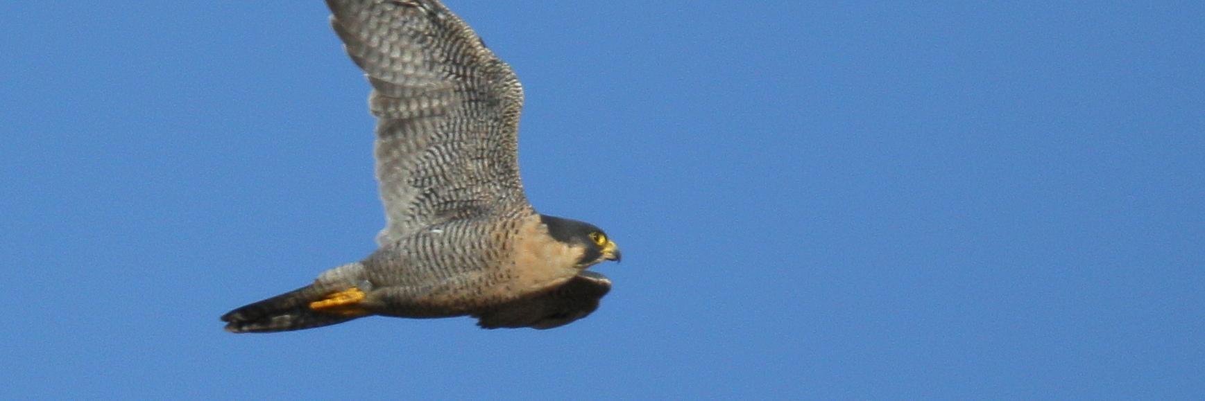 Sheffield Peregrines's banner