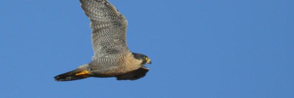 Sheffield Peregrines Profile Banner