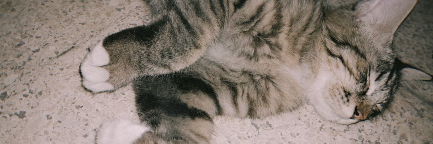 cotttonbad's profile banner image