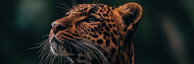 beyzacogmen's profile banner image