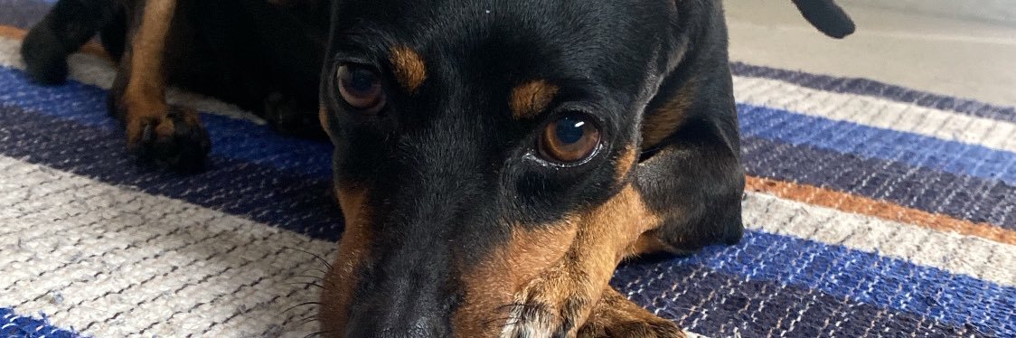 ꮇꮲ ᶜᴿᶠ banner